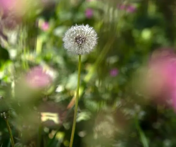 بيت خشبي Buitenplaats Petersburg *